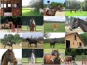 (love  horse(s)