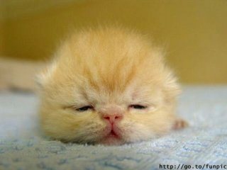 котёнок