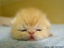 котёнок