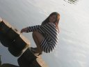 Amyrka